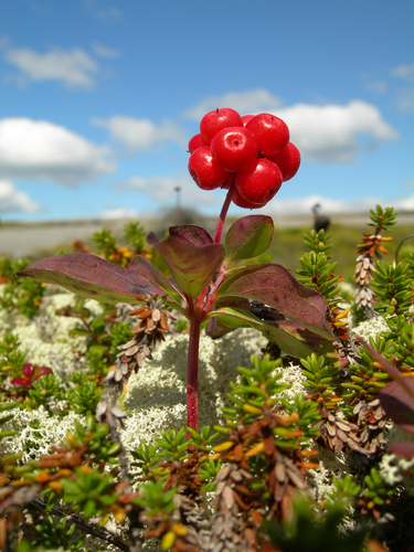 Cornus canadensis (Bunchberry) — photo