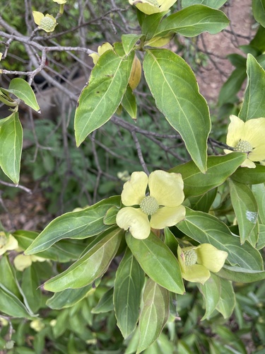 Cornus capitata (Evergreen dogwood) — photo
