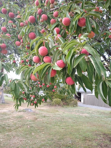 Cornus capitata (Evergreen dogwood) — photo