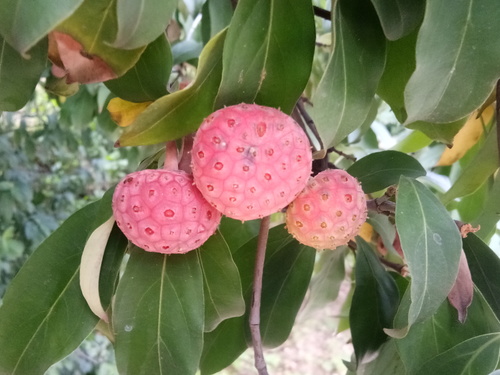 Cornus capitata