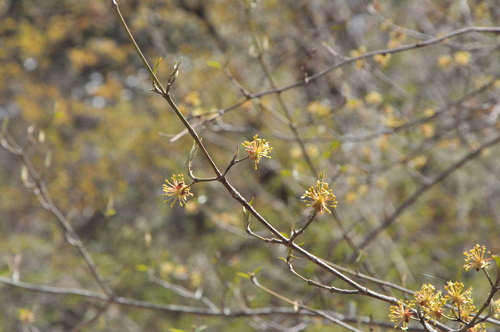 Cornus chinensis
