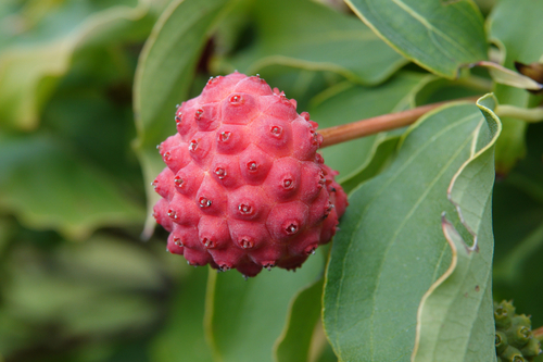 Cornus chinensis (Chinese Hazelnut) — photo