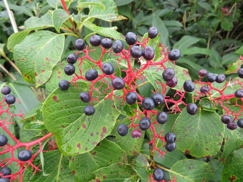 Cornus controversa (Giant dogwood) — photo