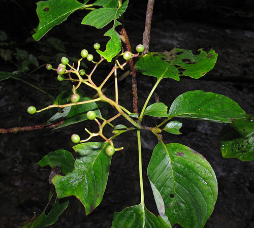 Cornus controversa (Giant dogwood) — photo