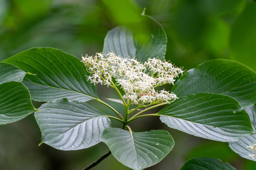Cornus controversa