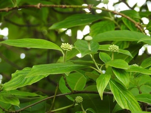 Cornus disciflora (Iloro) — photo