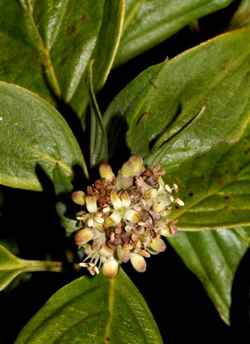 Cornus disciflora (Iloro) — photo