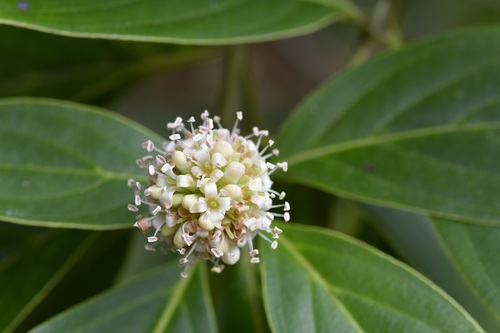 Cornus disciflora