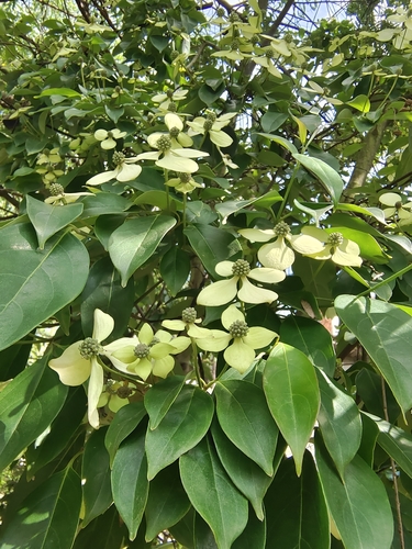Cornus elliptica (Jian ye si zhao hua) — photo
