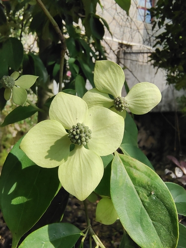 Cornus elliptica (Jian ye si zhao hua) — photo