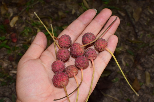 Cornus elliptica