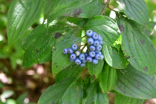 Cornus excelsa — photo