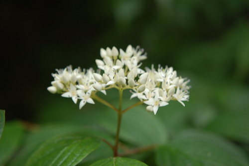 Cornus excelsa — photo