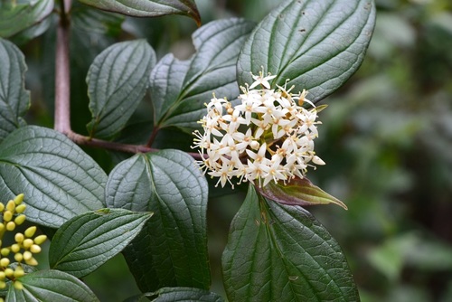 Cornus excelsa