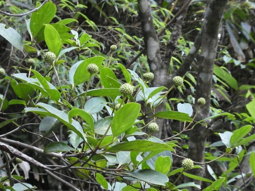 Cornus hongkongensis — photo