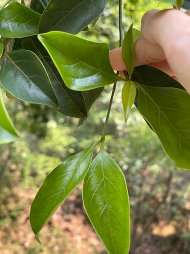 Cornus hongkongensis subsp. melanotricha