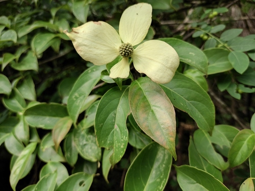 Cornus hongkongensis — photo