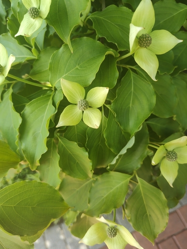 Cornus japonica — photo