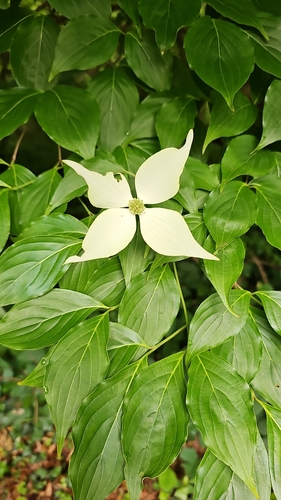 Cornus japonica — photo