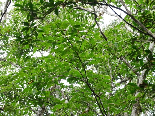 Cornus japonica