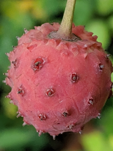 Cornus kousa (Szechuan strawberry) — photo