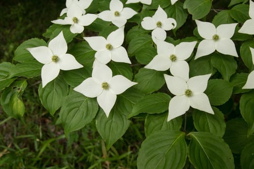 Cornus kousa
