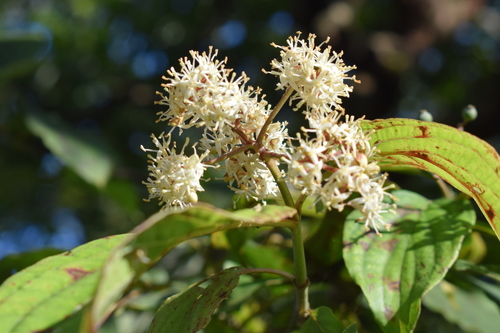 Cornus macrophylla (Large-leaf dogwood) — photo