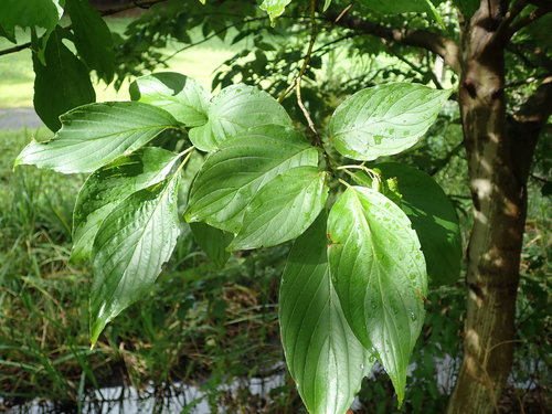 Cornus macrophylla (Large-leaf dogwood) — photo