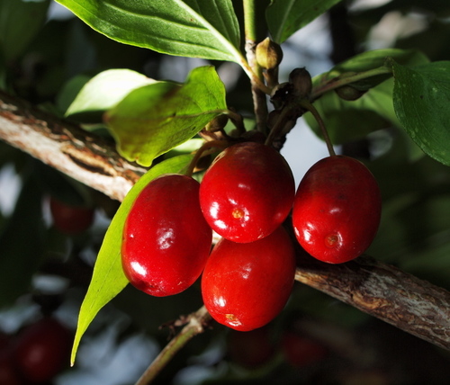 Cornus mas (Cornelian cherry) — photo