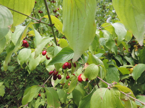 Cornus mas (Cornelian cherry) — photo