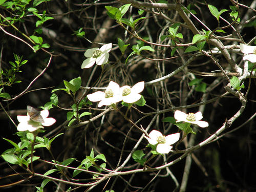 Cornus nuttallii (Mountain dogwood) — photo