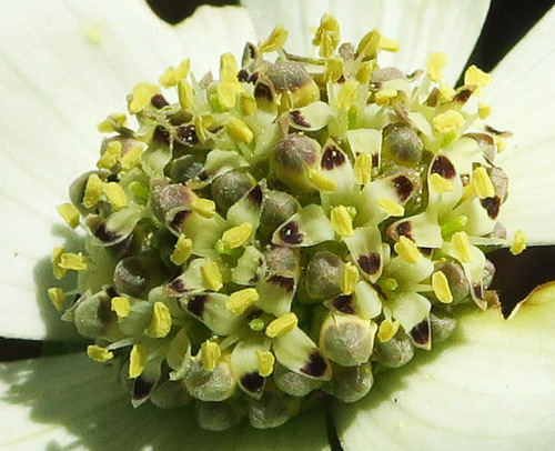 Cornus nuttallii (Mountain dogwood) — photo