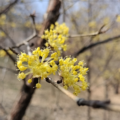 Cornus officinalis (Japanese Cornelian cherry) — photo