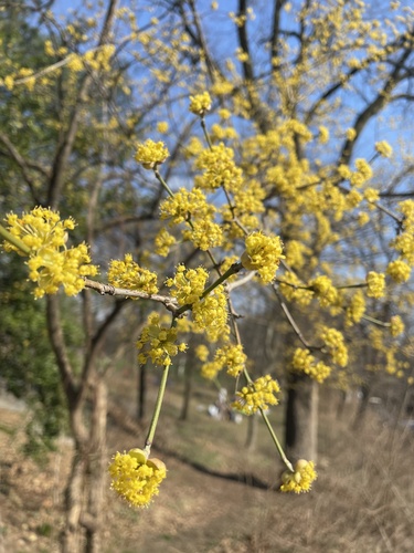 Cornus officinalis (Japanese Cornelian cherry) — photo