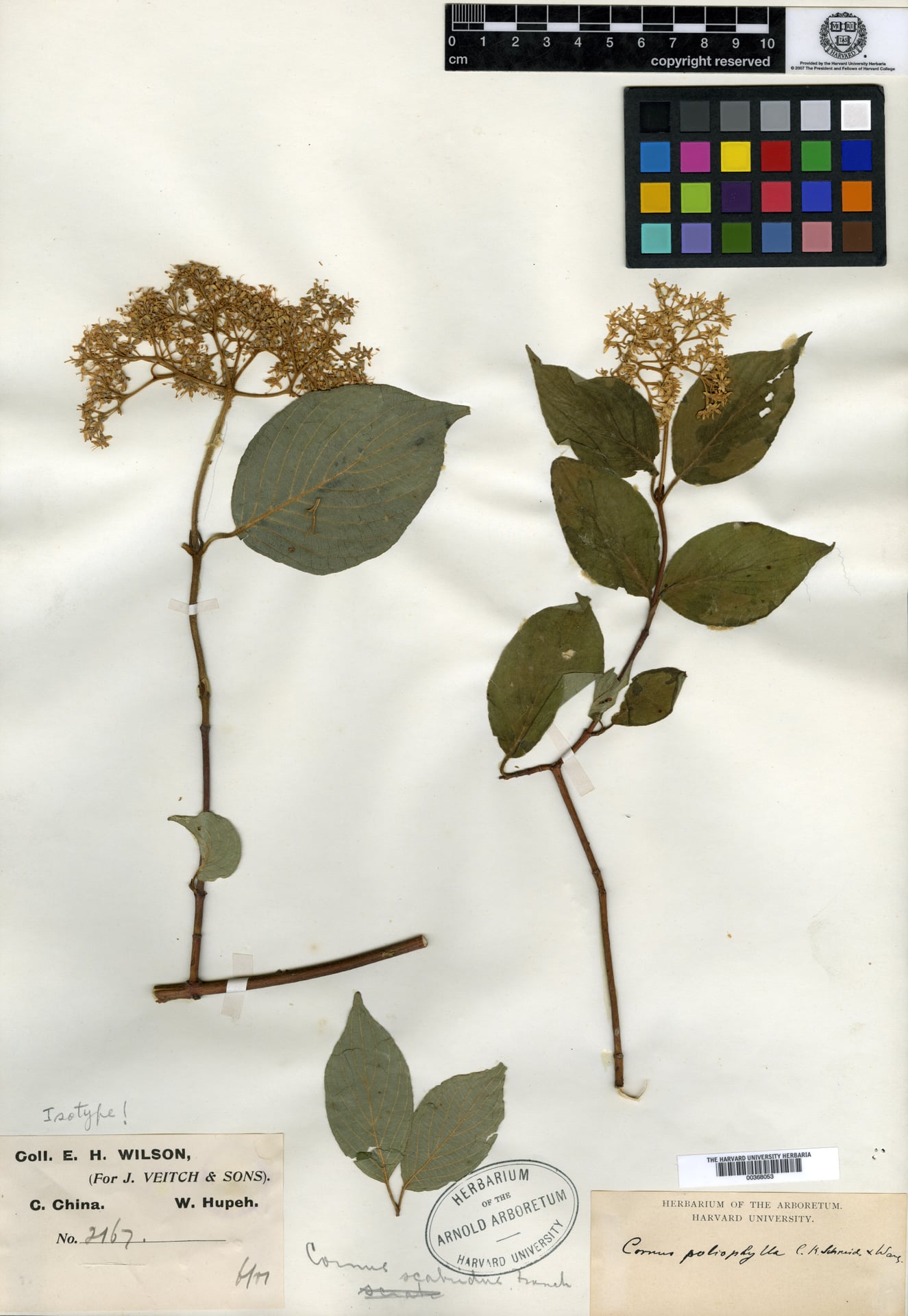 Cornus poliophylla — photo