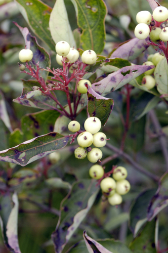 Cornus racemosa (Grey dogwood) — photo