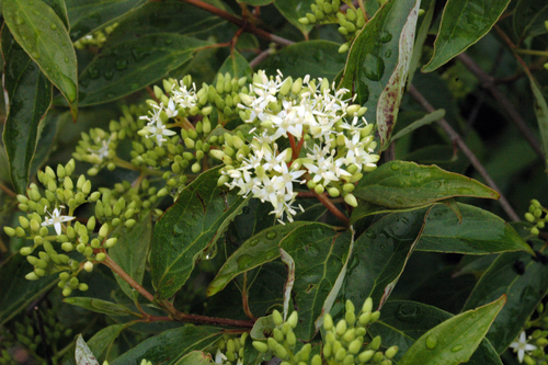 Cornus racemosa (Grey dogwood) — photo