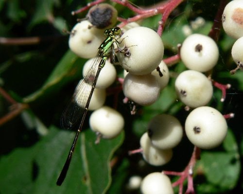 Cornus racemosa