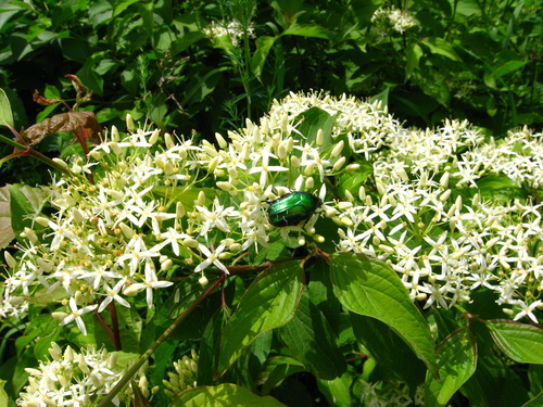 Cornus sanguinea