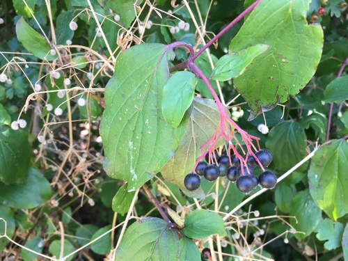 Cornus sanguinea (Dogwood) — photo