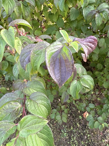 Cornus sanguinea subsp. cilicica — photo