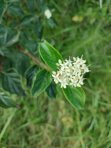 Cornus sanguinea subsp. cilicica