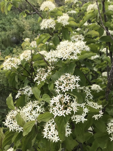 Cornus sanguinea subsp. cilicica — photo
