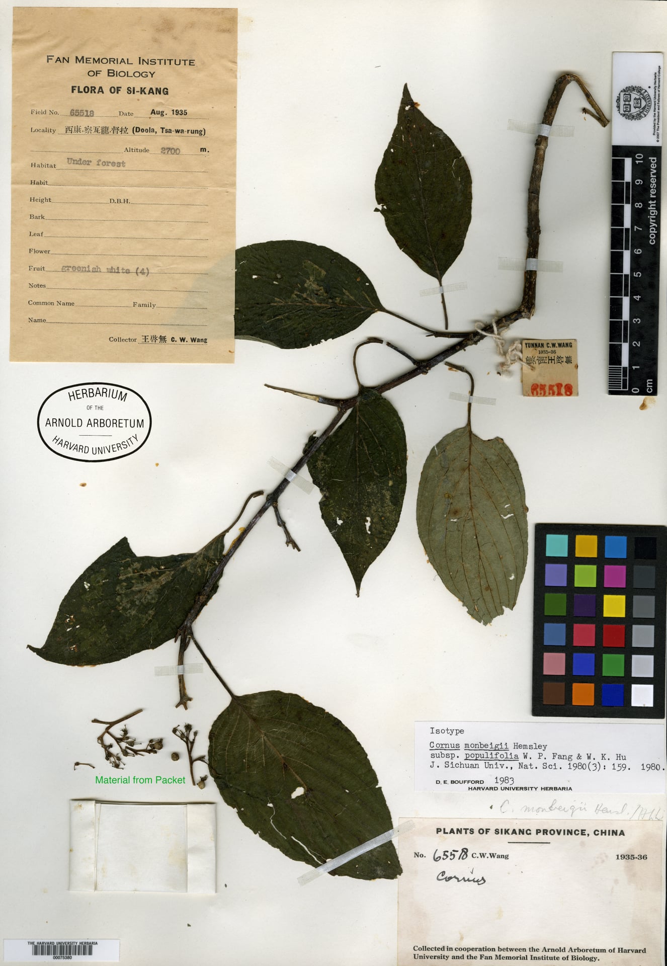 Cornus schindleri — photo