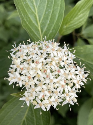 Cornus sericea subsp. occidentalis (Western dogwood) — photo