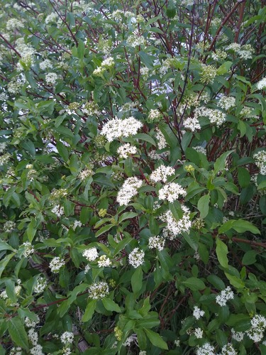 Cornus sericea subsp. occidentalis (Western dogwood) — photo