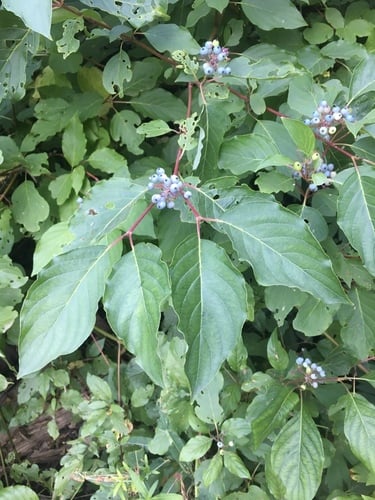 Cornus sericea subsp. occidentalis