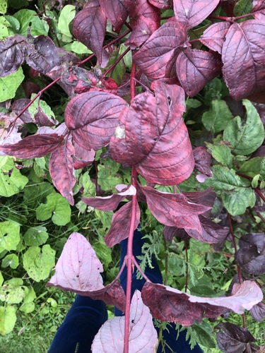 Cornus sericea (Red osier dogwood) — photo