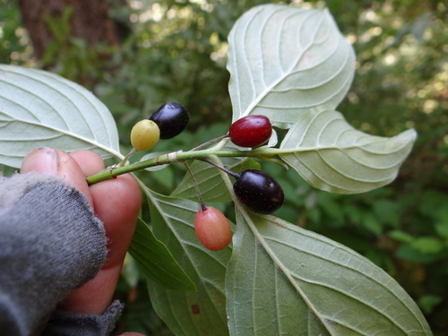 Cornus sessilis — photo