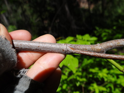 Cornus sessilis — photo